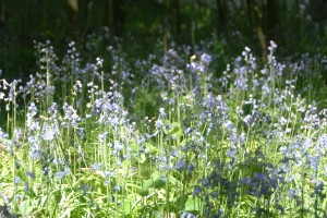 Bluebells near Calleva - the value add DNS DHCP IPAM reseller